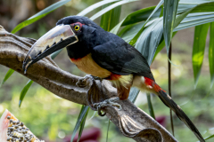 Tukan -Costa Rica