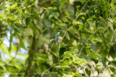 Kolibri am Nest-Costa Rica