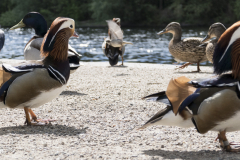 201505-Wasser-Voegel-0003