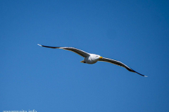 2018-06-Nordsee-1614