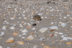 2018-06-Wattenmeer-049