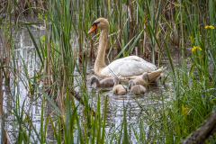 Höckerschwan