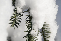 Schneefichte