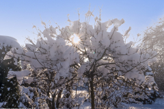 Gegenlicht