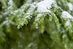 Eistropfen am Baum