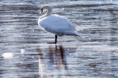 Schwan auf Eis