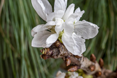 Barbarablüten