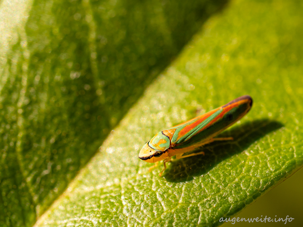 Zikade im Garten